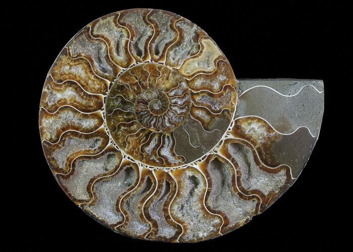 Cut Ammonite Fossil (Half) - Agatized #64948